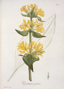 Goryczka żółta z „Phytographie Medicale” Josepha Roquesa (1772-1850), opublikowana w 1821 r.