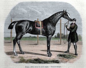 Angielski koń wyścigowy Eclipse. Ilustracja autorstwa Rouyera. autorstwa L. (after) Rouyer