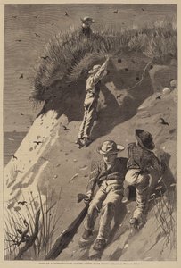Najazd na kolonię piaskowych jaskółek – „Ile jaj?” autorstwa Lagarde after Winslow Homer
