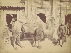 Pekin. z. 923, 1867. autorstwa Lai Fong.
