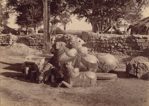 Byki lub nadieżdy z ozdobnymi rzeźbieniami, widok z boku, Warangal, Hyderabad, Deccan autorstwa Lala Deen Dayal