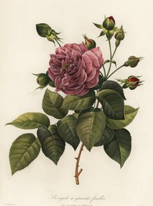 róża bengalska, odmiana Rosa chinensis, bengal wielkolistny autorstwa Langlois Langlois