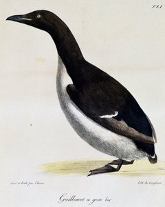 Guillemot Brunnicha z „Malownicza podróż dookoła świata”
