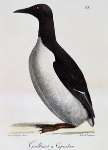 Pospolity Guillemot (Uria aalge), z malowniczej podróży dookoła świata