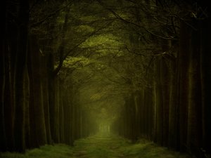 Ścieżka w ciemnym lesie autorstwa Lars van de Goor †