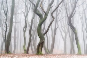 Niesamowity zimowy las autorstwa Lars van de Goor †