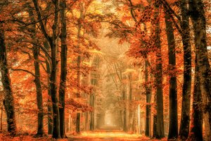 Złota jesienna leśna ścieżka autorstwa Lars van de Goor †