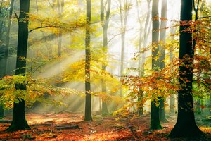  autorstwa Lars van de Goor †