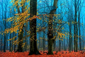 autorstwa Lars van de Goor †