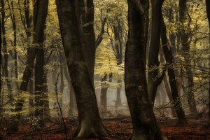 Mglisty jesienny las autorstwa Lars van de Goor †
