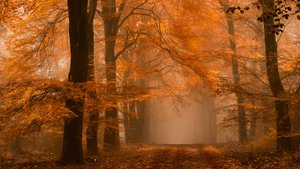 Mglista jesienna leśna ścieżka autorstwa Lars van de Goor †
