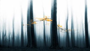 Blask mglistego lasu autorstwa Lars van de Goor †