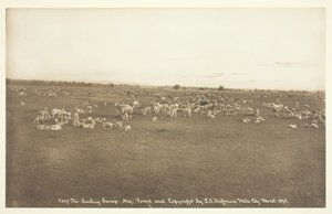 Obóz Lambing, 1894.