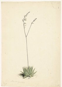 Kwitnący Aloes autorstwa Laurens Vincentsz. van der Vinne