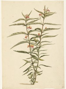Kwitnące ziele dziurawca zwyczajnego (Asclepias curassavica) autorstwa Laurens Vincentsz. van der Vinne