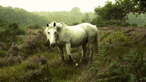  autorstwa Lee Cooper