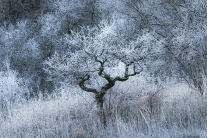  autorstwa Lee Cooper