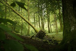  autorstwa Lee Cooper