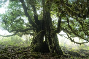  autorstwa Lee Cooper