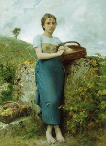 Zbieracz winogron, 1895