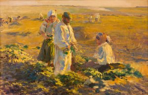 Zbieranie buraków