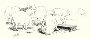 Świnia o długim ogonie lub świnia o krótkim ogonie (grawerowanie) autorstwa Leonard Leslie Brooke