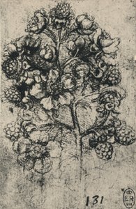 Spryciarz jeżyn, ok. 1480 1945 r. autorstwa Leonardo da Vinci
