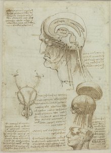Karta rękopisu z rysunkami anatomicznymi i notatkami, 1506-1508. autorstwa Leonardo da Vinci