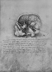 Rysunek anatomiczny czaszki po lewej stronie, c1480 1945 autorstwa Leonardo da Vinci
