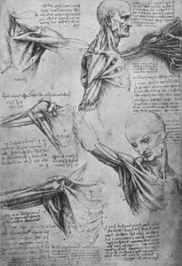 Anatomiczne badania szyi i ramion mężczyzny, ok. 1480 1945 r autorstwa Leonardo da Vinci
