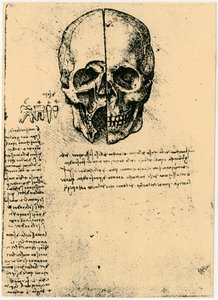 Szkic anatomiczny ludzkiej czaszki, c1472-1519 autorstwa Leonardo da Vinci
