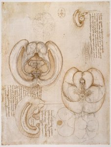 Anatomiastudia autorstwa Leonardo da Vinci