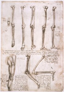 Anatomiestudien autorstwa Leonardo da Vinci
