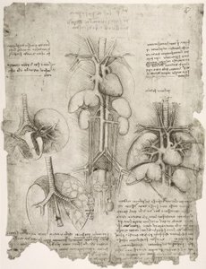 Anatomiastudia autorstwa Leonardo da Vinci