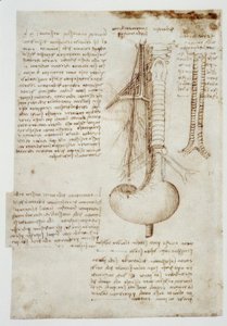 Anatomiastudia autorstwa Leonardo da Vinci