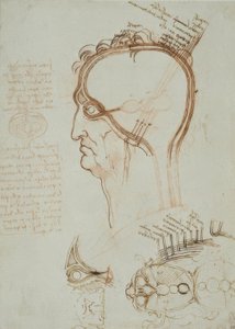 Anatomiastudia autorstwa Leonardo da Vinci