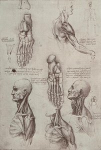 Anatomiastudia autorstwa Leonardo da Vinci
