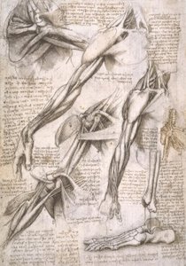 Anatomiastudia autorstwa Leonardo da Vinci