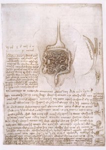 Anatomiastudia autorstwa Leonardo da Vinci