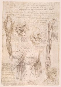 Anatomiastudia autorstwa Leonardo da Vinci