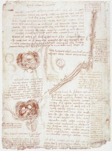 Badania anatomiczne: ruchy w stawie łokciowym / płód in utero autorstwa Leonardo da Vinci