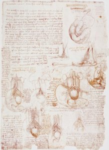 Badania anatomiczne: Pępowina / Płód... autorstwa Leonardo da Vinci