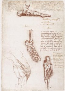 Badania anatomiczne: anatomia powierzchni barku / kości stopy autorstwa Leonardo da Vinci