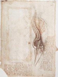 Badania anatomii: kręgosłup ... autorstwa Leonardo da Vinci