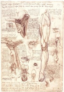 Badania anatomii: język, gardło, krtań i przełyk autorstwa Leonardo da Vinci