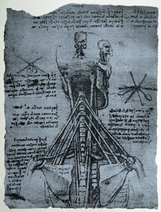 Struktura kostna szyi i ramion człowieka, kopia faksymilowa autorstwa Leonardo da Vinci