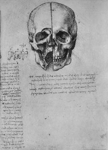 Rysunek dwóch połówek czaszki, c1480 1945 autorstwa Leonardo da Vinci