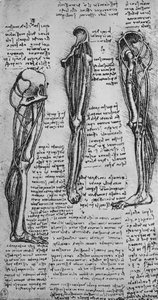 Rysunki lewej nogi przedstawiające kości i ścięgna, c1480 1945 autorstwa Leonardo da Vinci