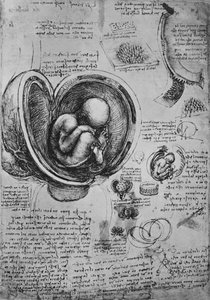 Rysunki zarodka w macicy, ok. 1480 1945 r. autorstwa Leonardo da Vinci