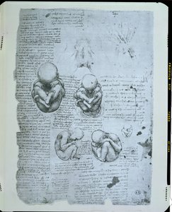 Pięć widoków płodu w łonie matki, kopia faksymile autorstwa Leonardo da Vinci